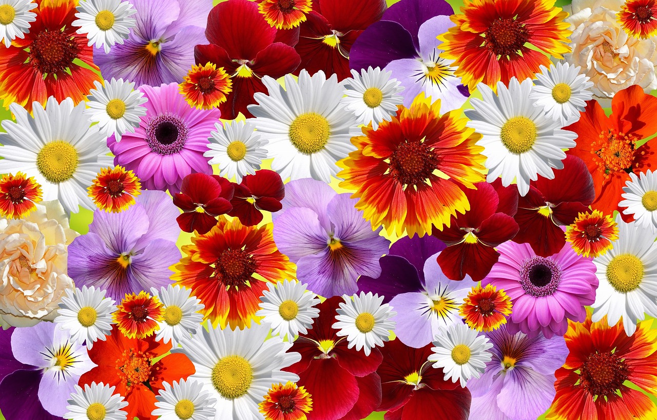 flowers colorful nature free photo