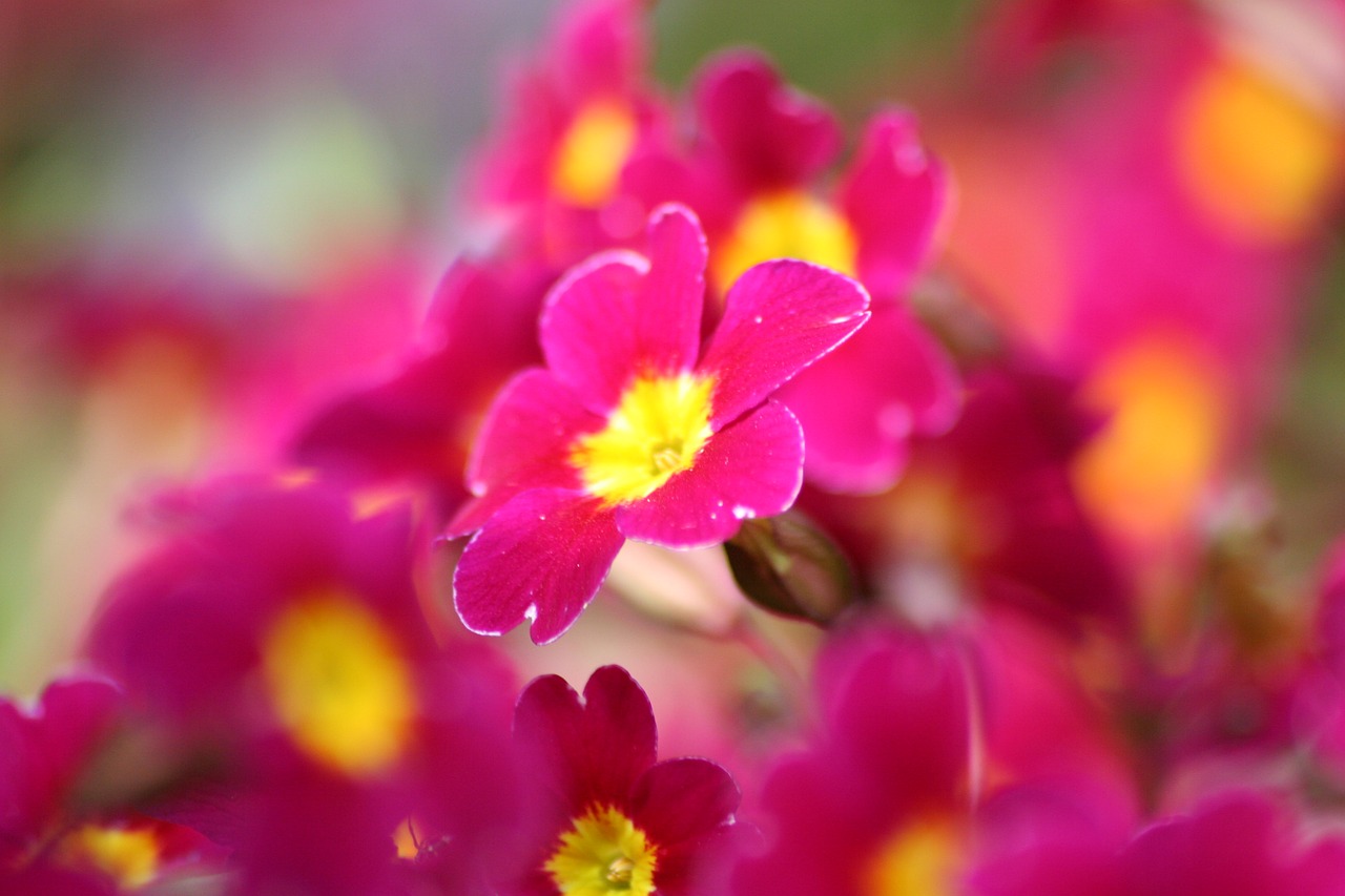 flowers morning violet free photo