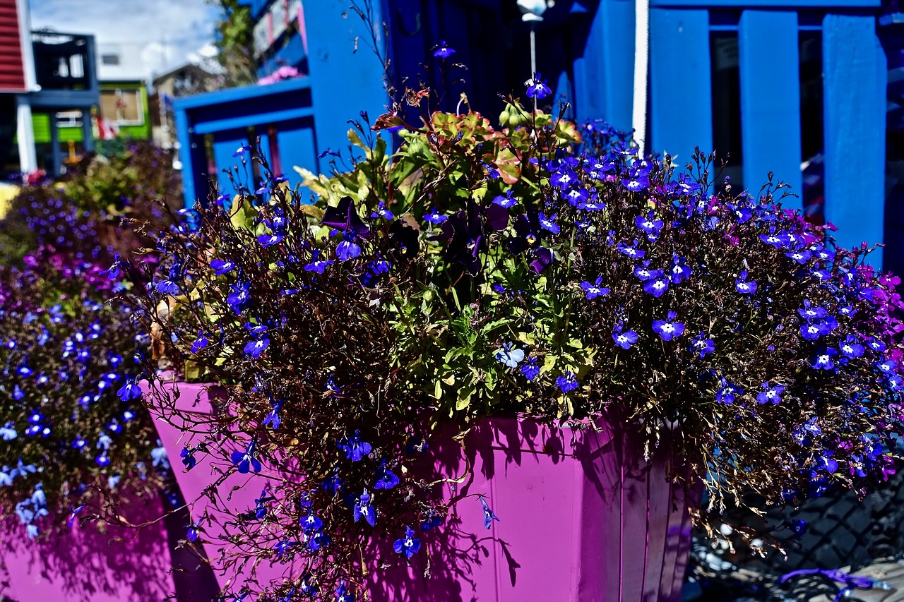 flowers pots colourful free photo