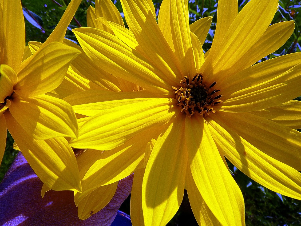 flowers yellow sunflower free photo