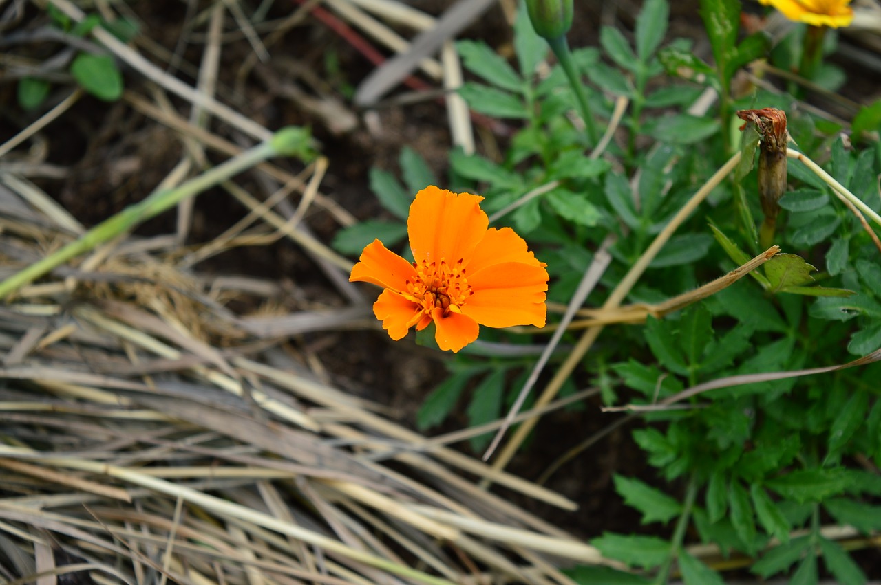 flowers grass summer free photo