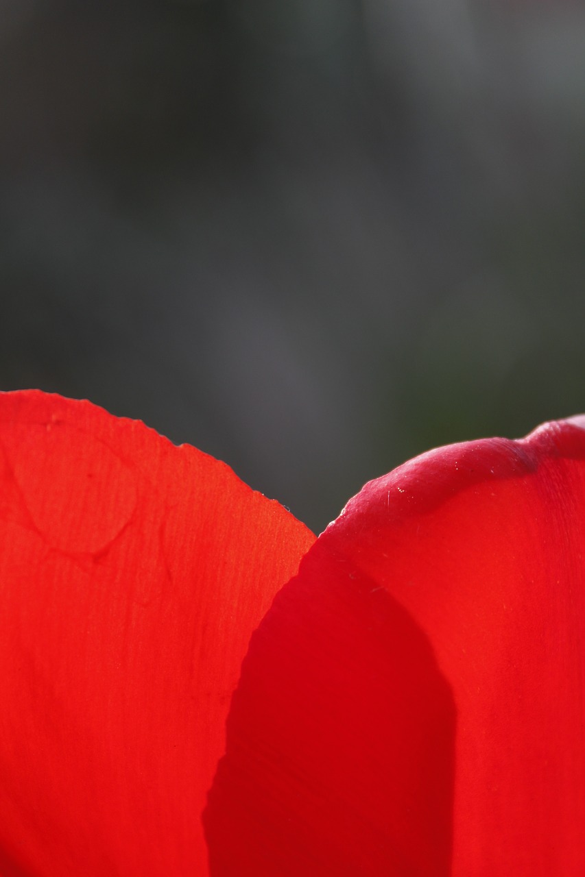 flowers tulip spring free photo