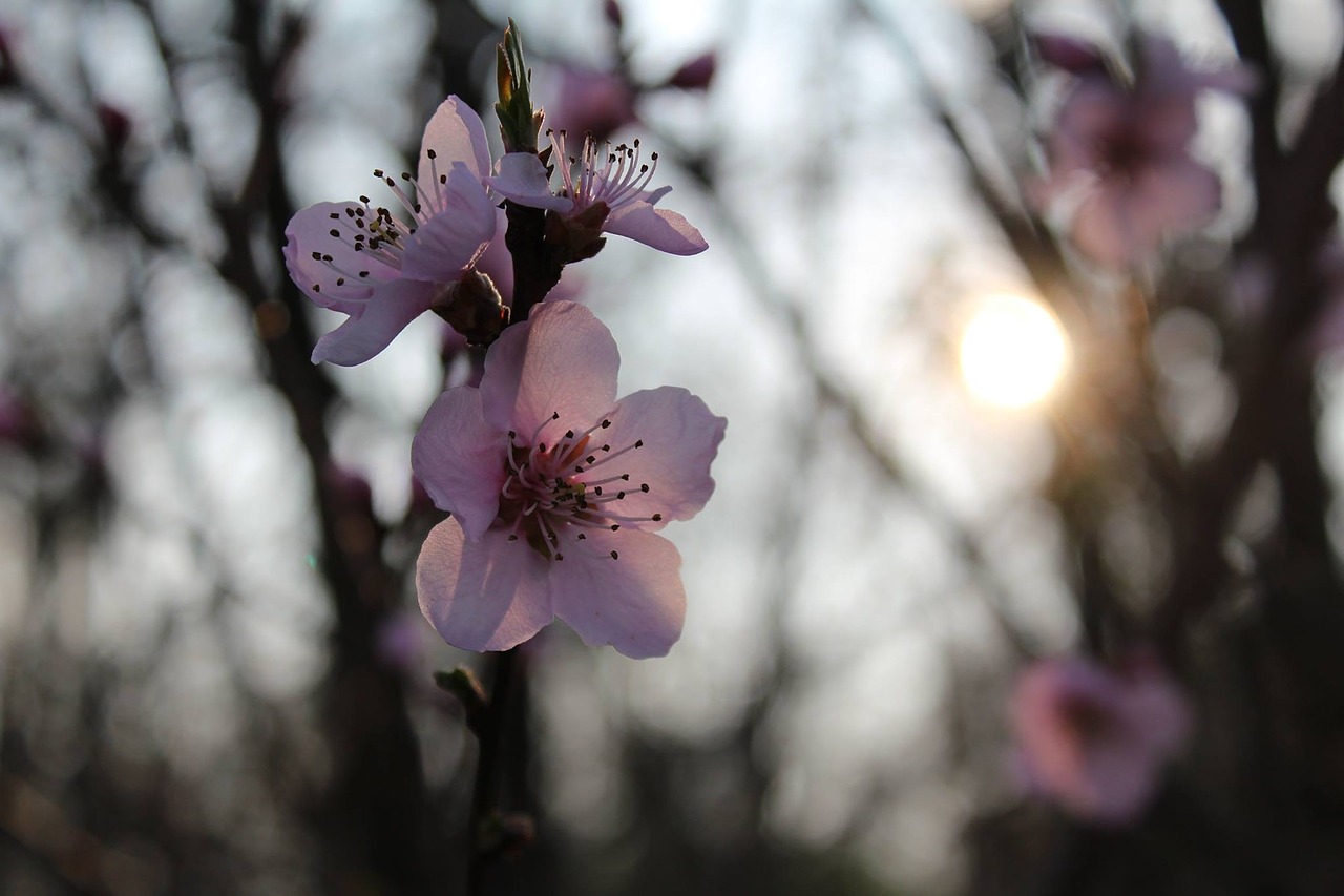 flowers winter sun free photo