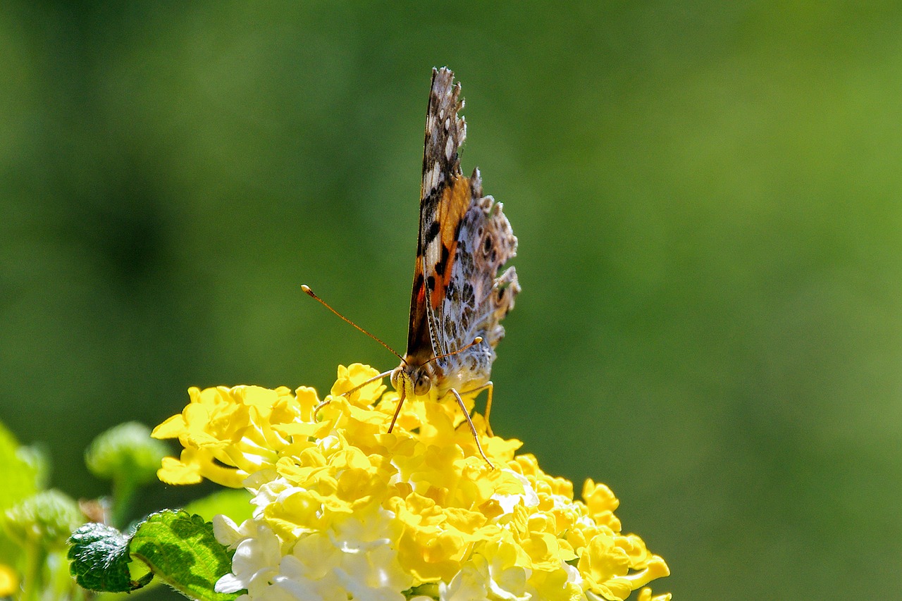 flowers marigold butterfly free photo