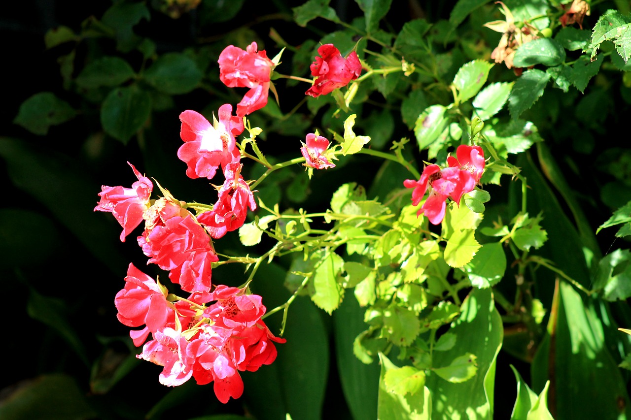 flowers shrubs green free photo