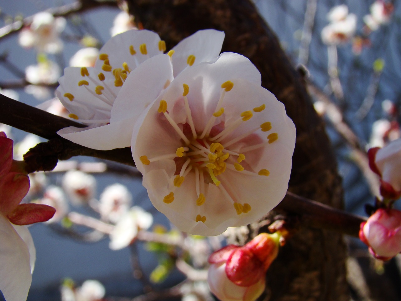 flowers nature bloom free photo