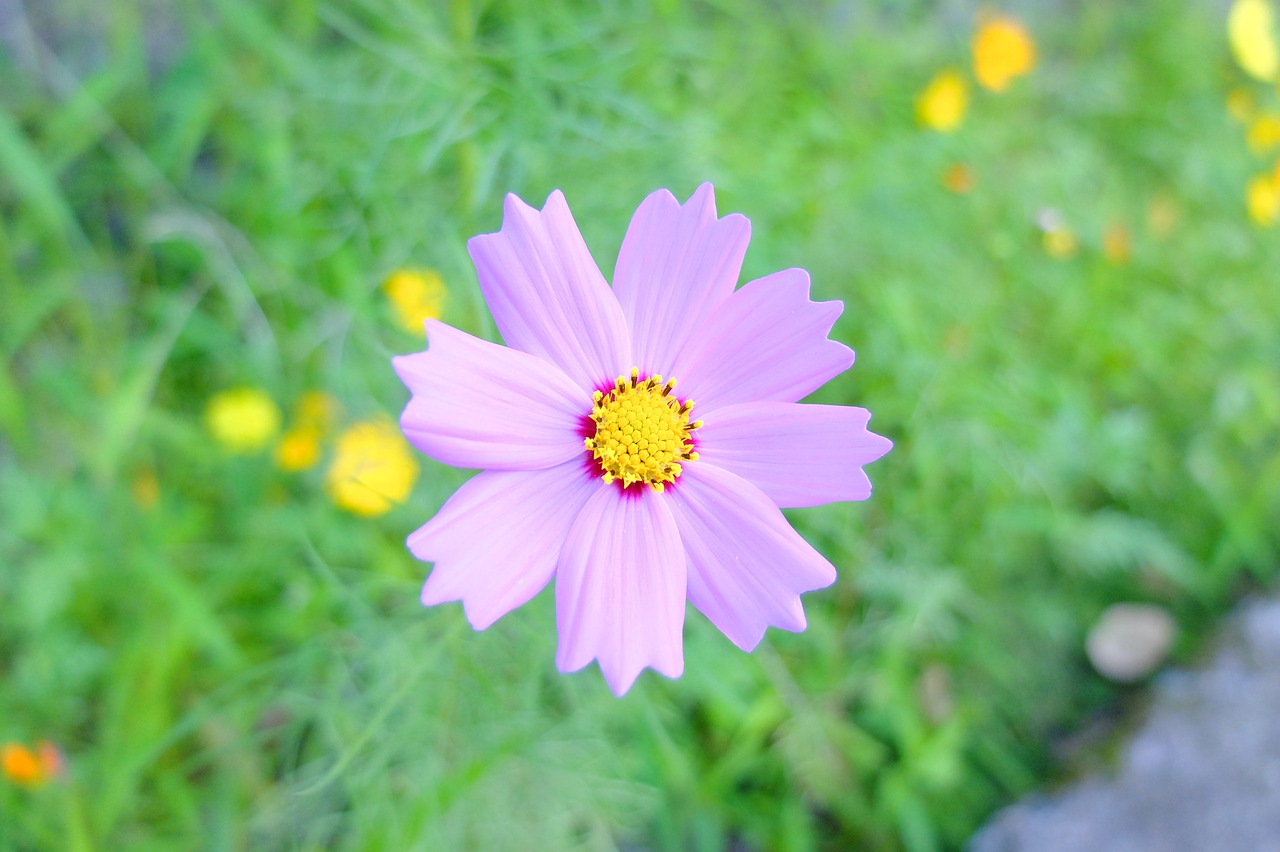 flowers plant green free photo