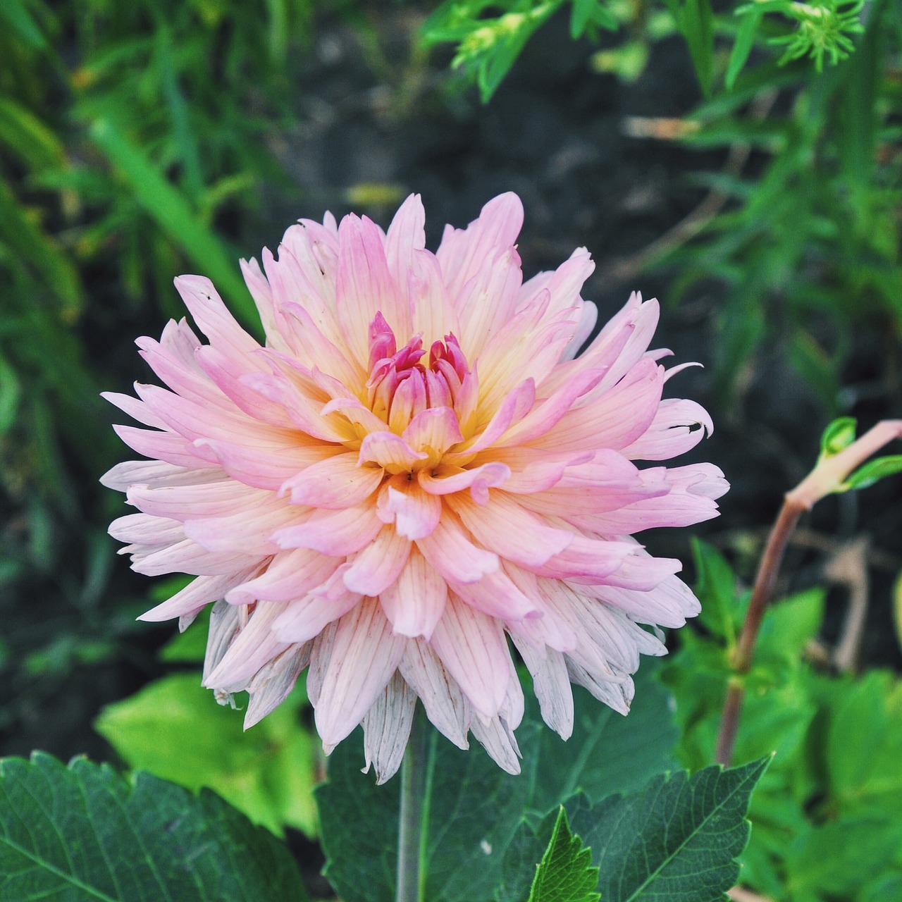 flowers garden dahlias free photo