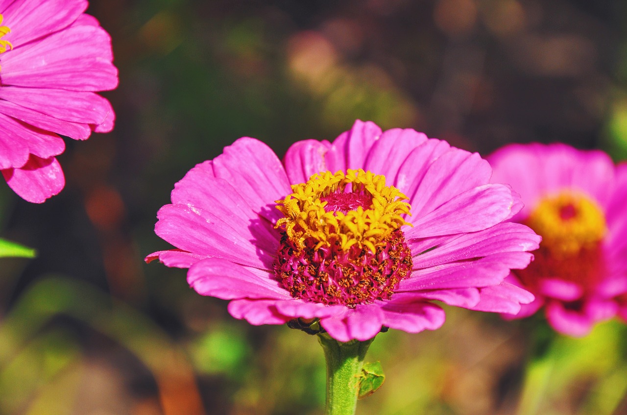 flowers garden nature free photo