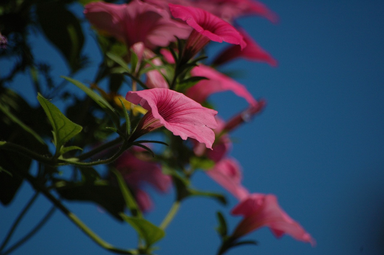 flowers pink summer free photo