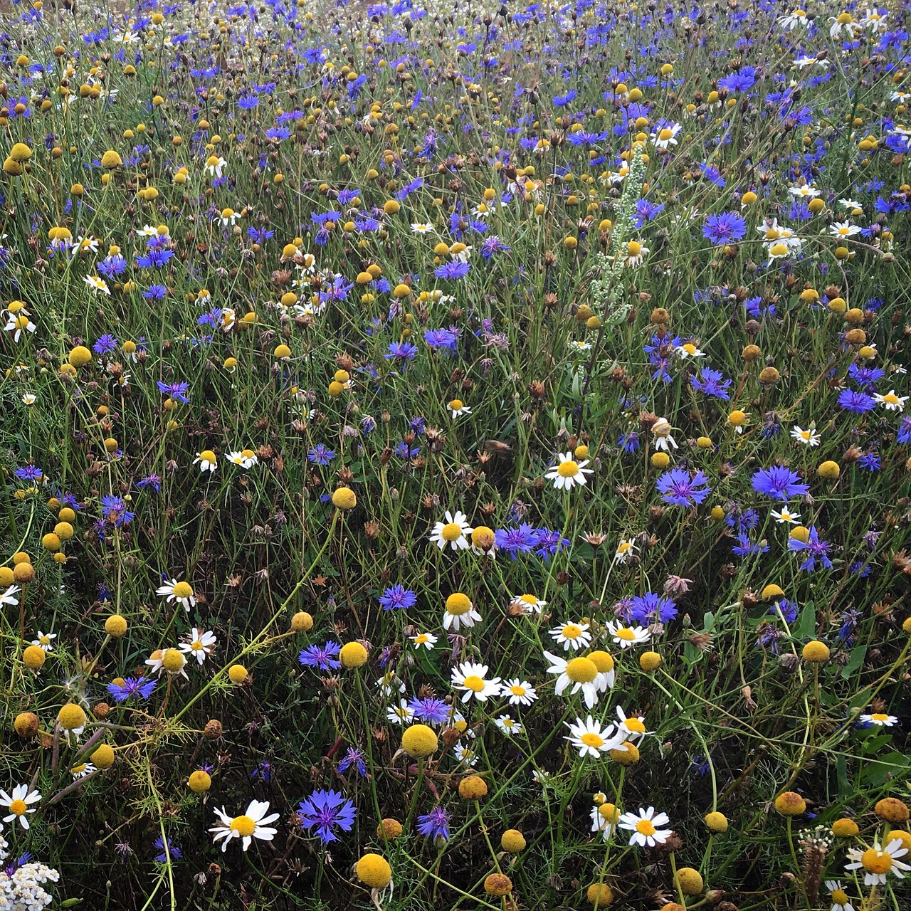 flowers meadow nature free photo