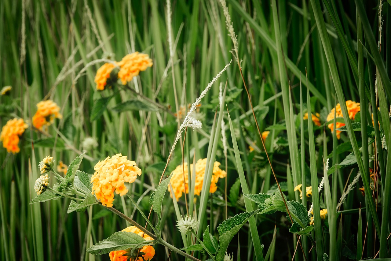 flowers plants blooms free photo