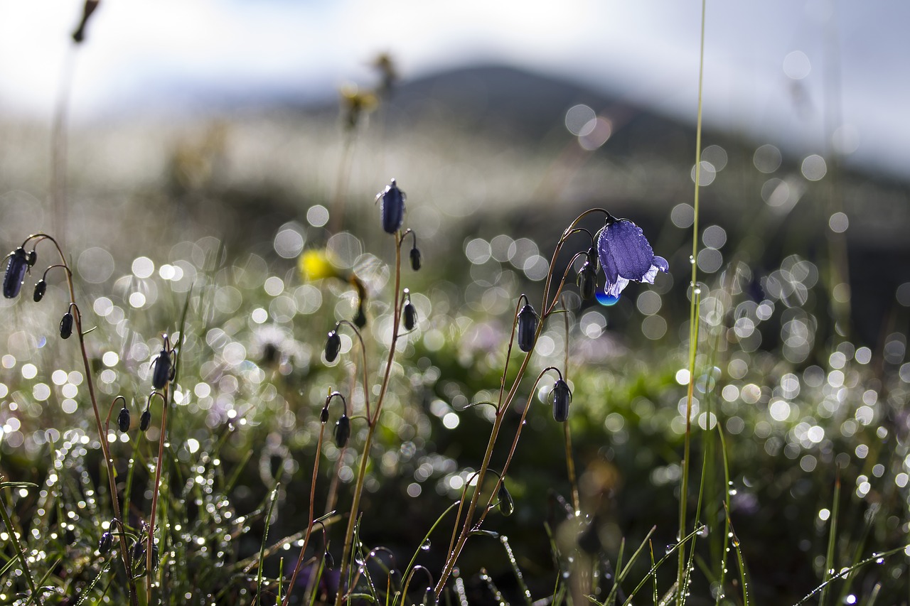 flowers bellflower meadow free photo