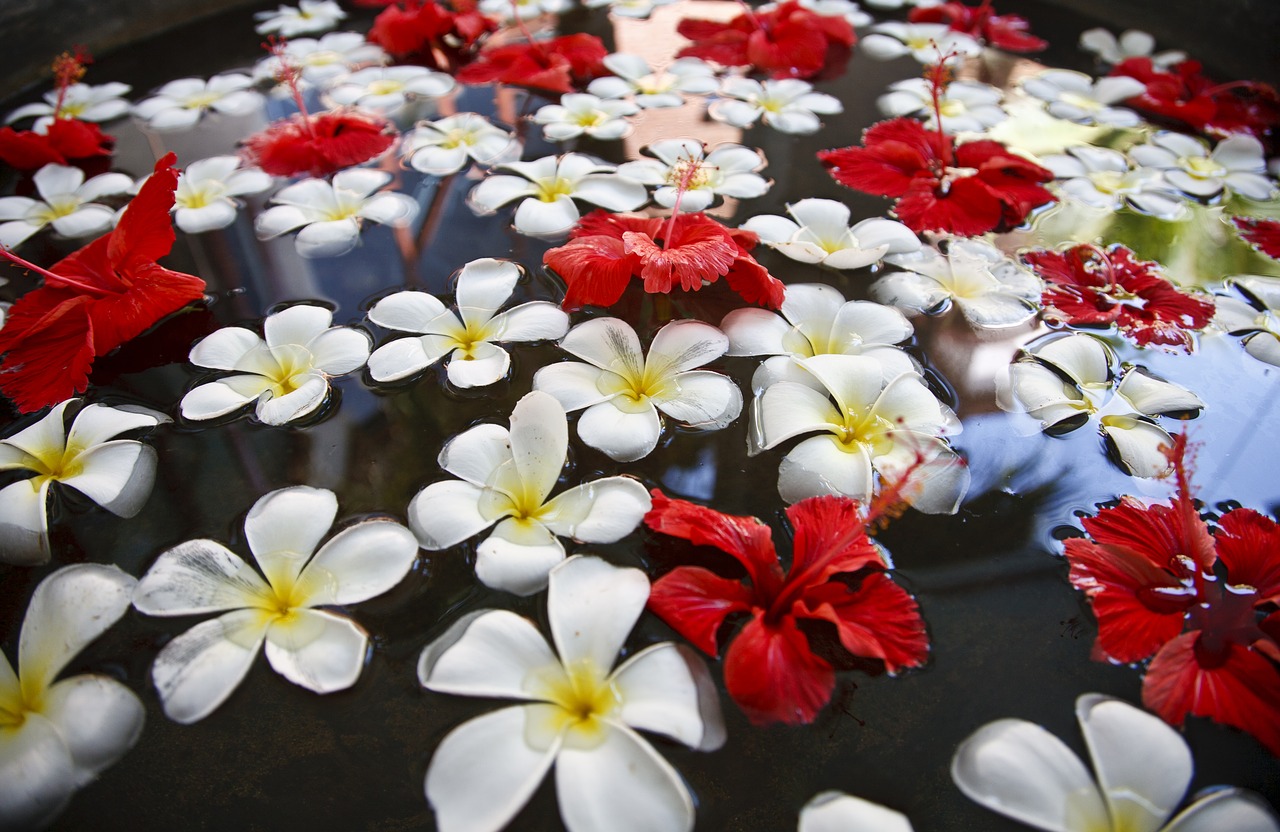 flowers floating water free photo