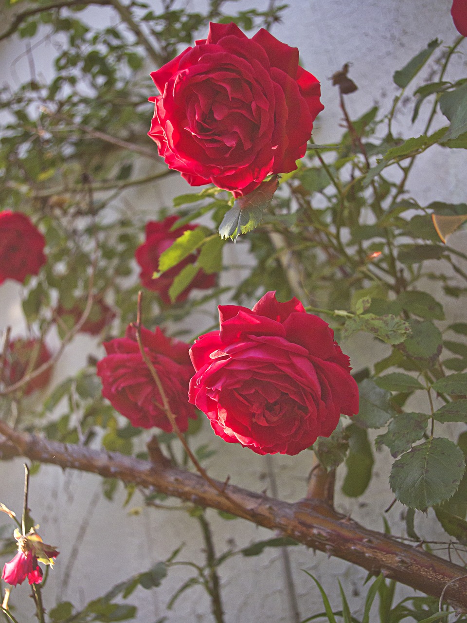 flowers nature plant free photo