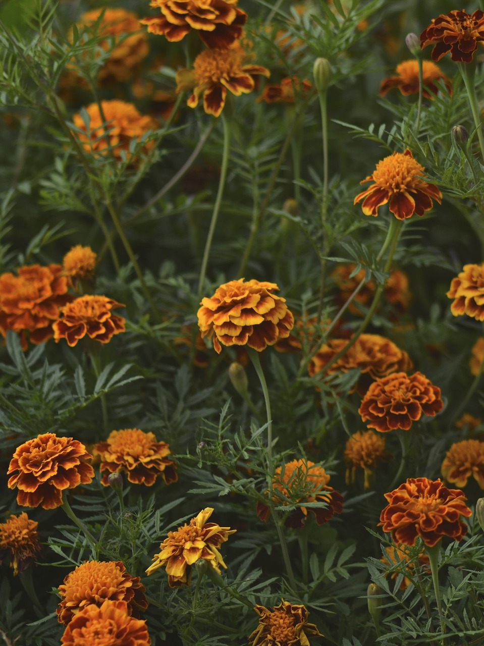 flowers orange flower free photo