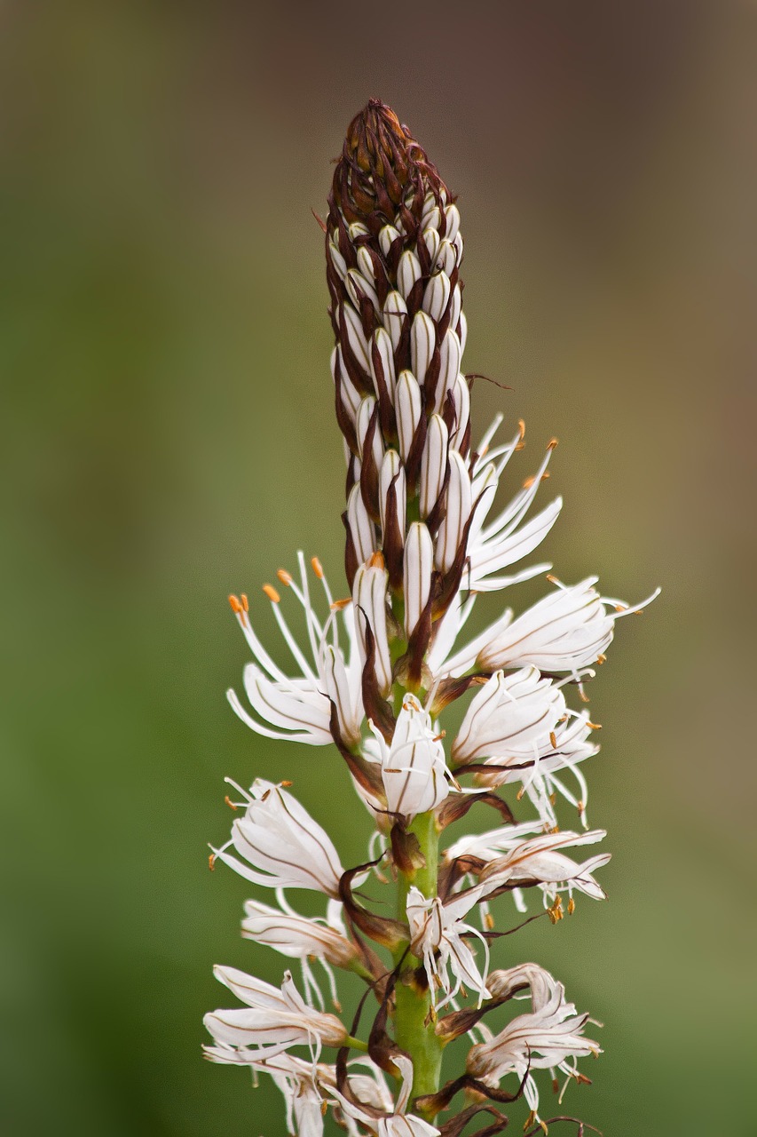 flowers macro asphodelus albus free photo