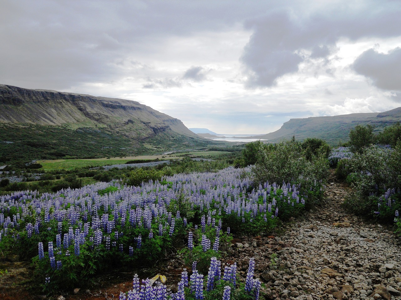 flowers mountains nature free photo