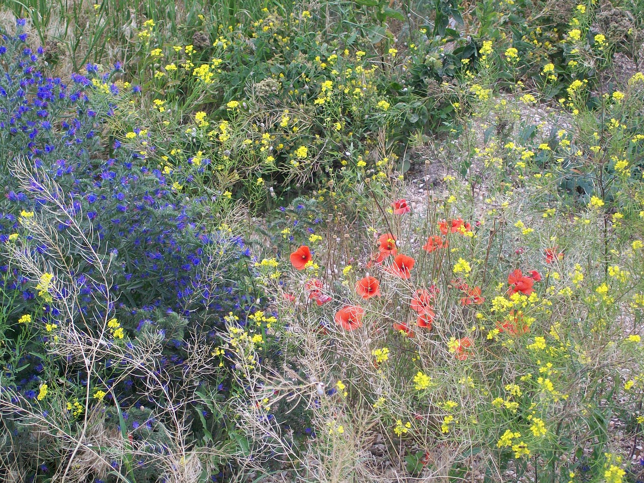 flowers summer tree color free photo