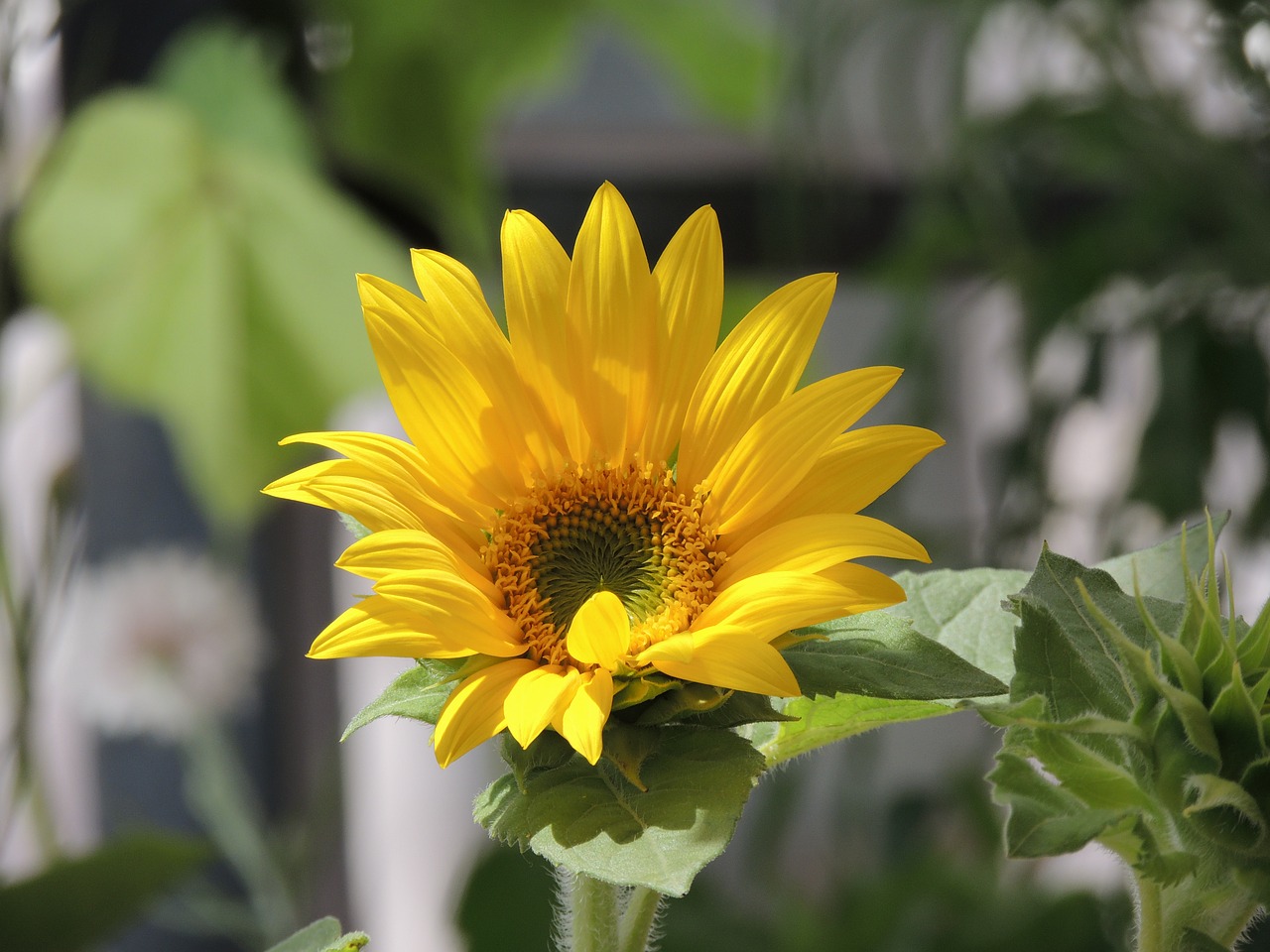 flowers sunflower nature free photo