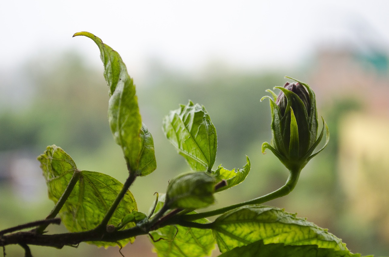 flowers green leaves free photo