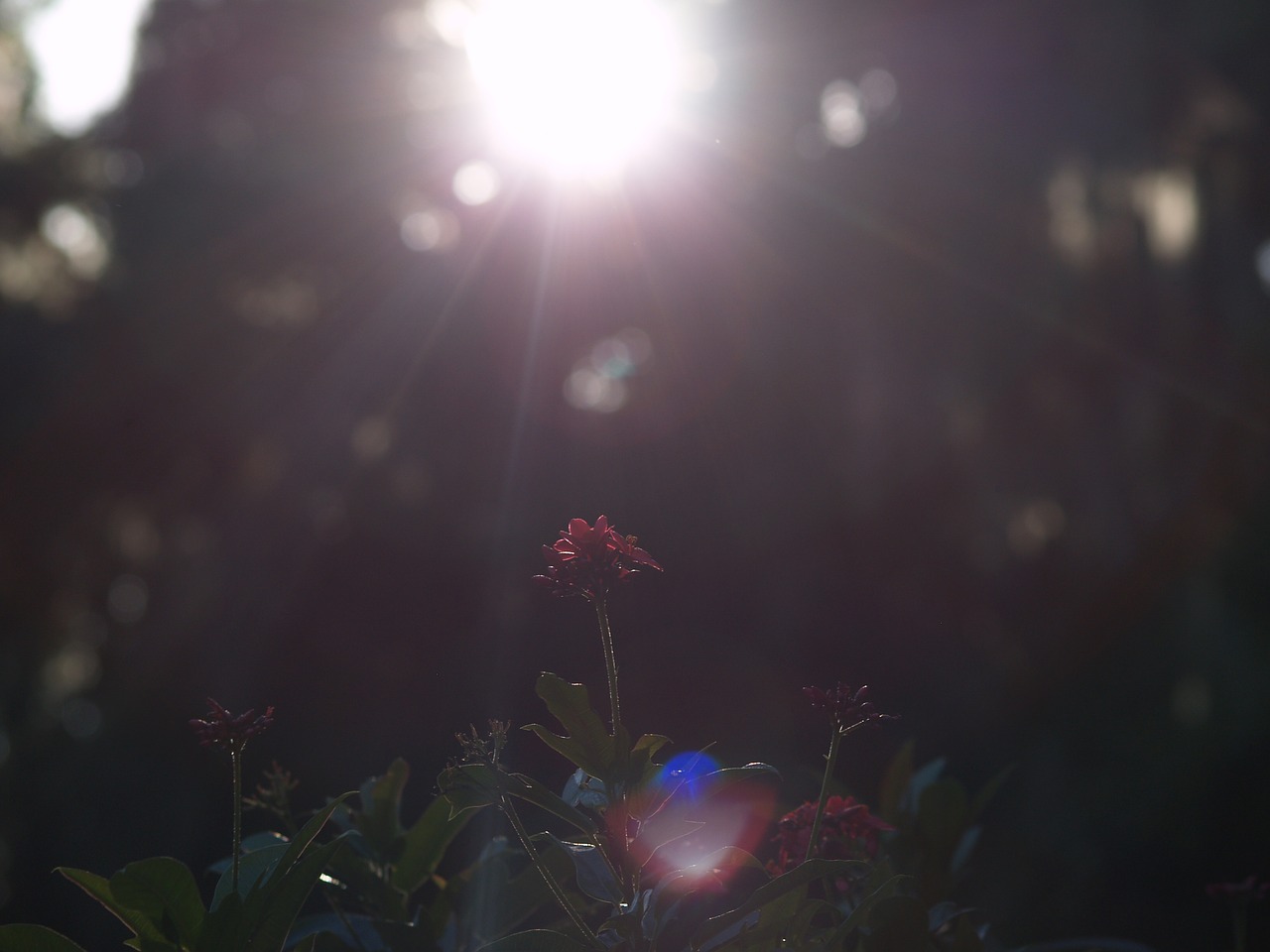 flowers red flowers sunshine free photo