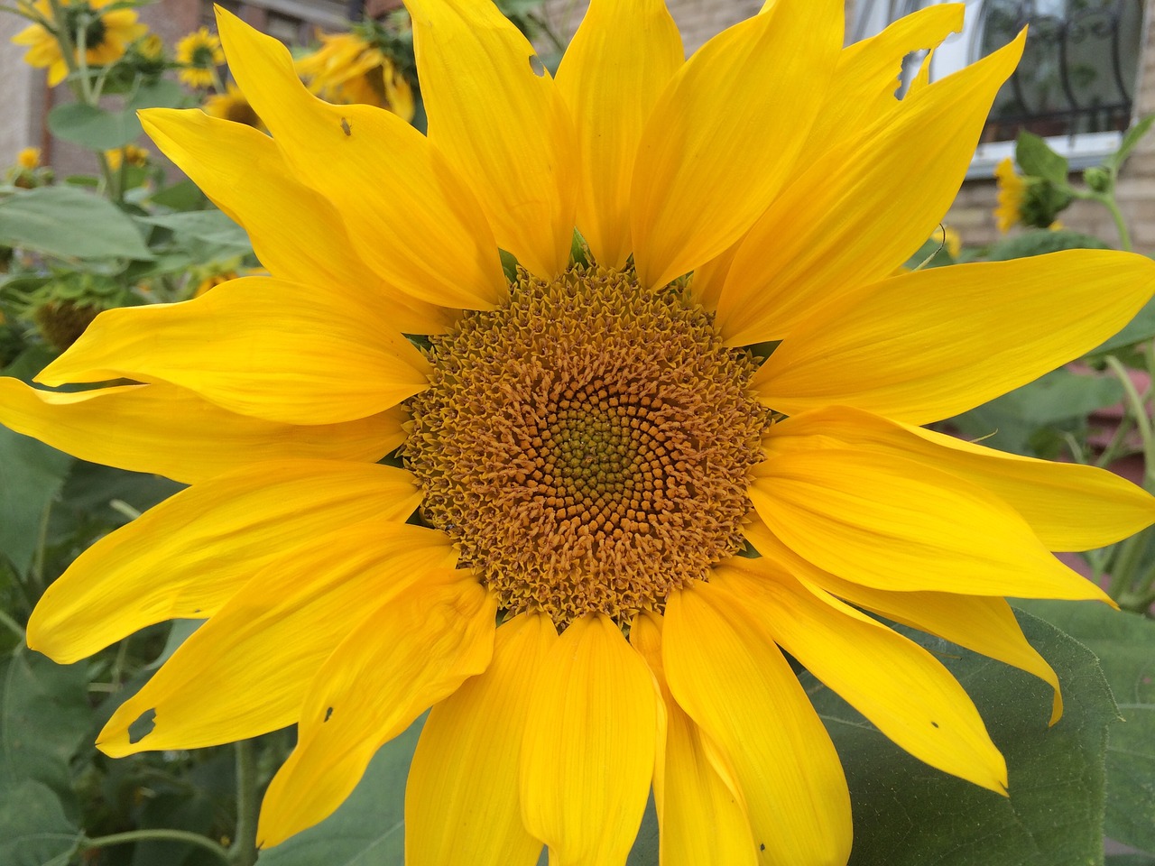 flowers sunflower summer free photo