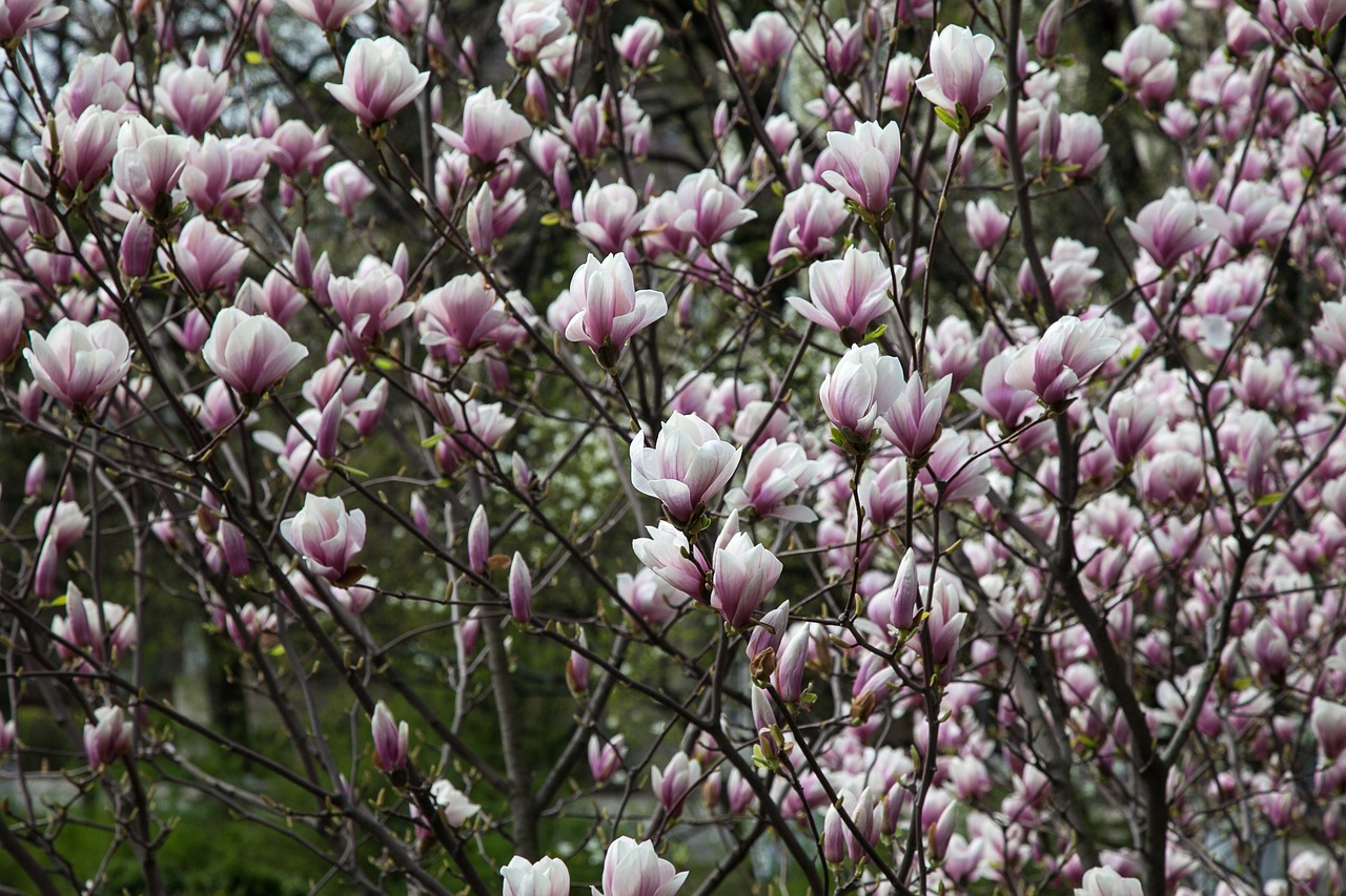 flowers magnolia spring free photo