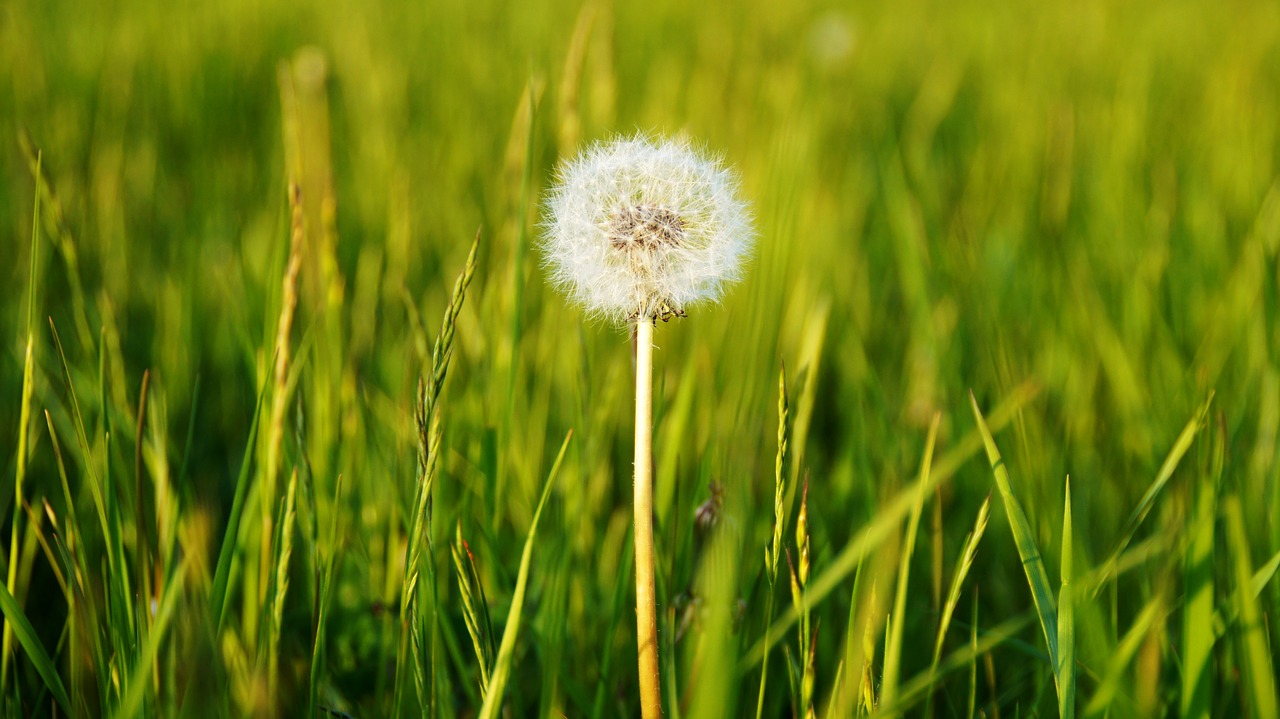 flowers nature dandelion free photo