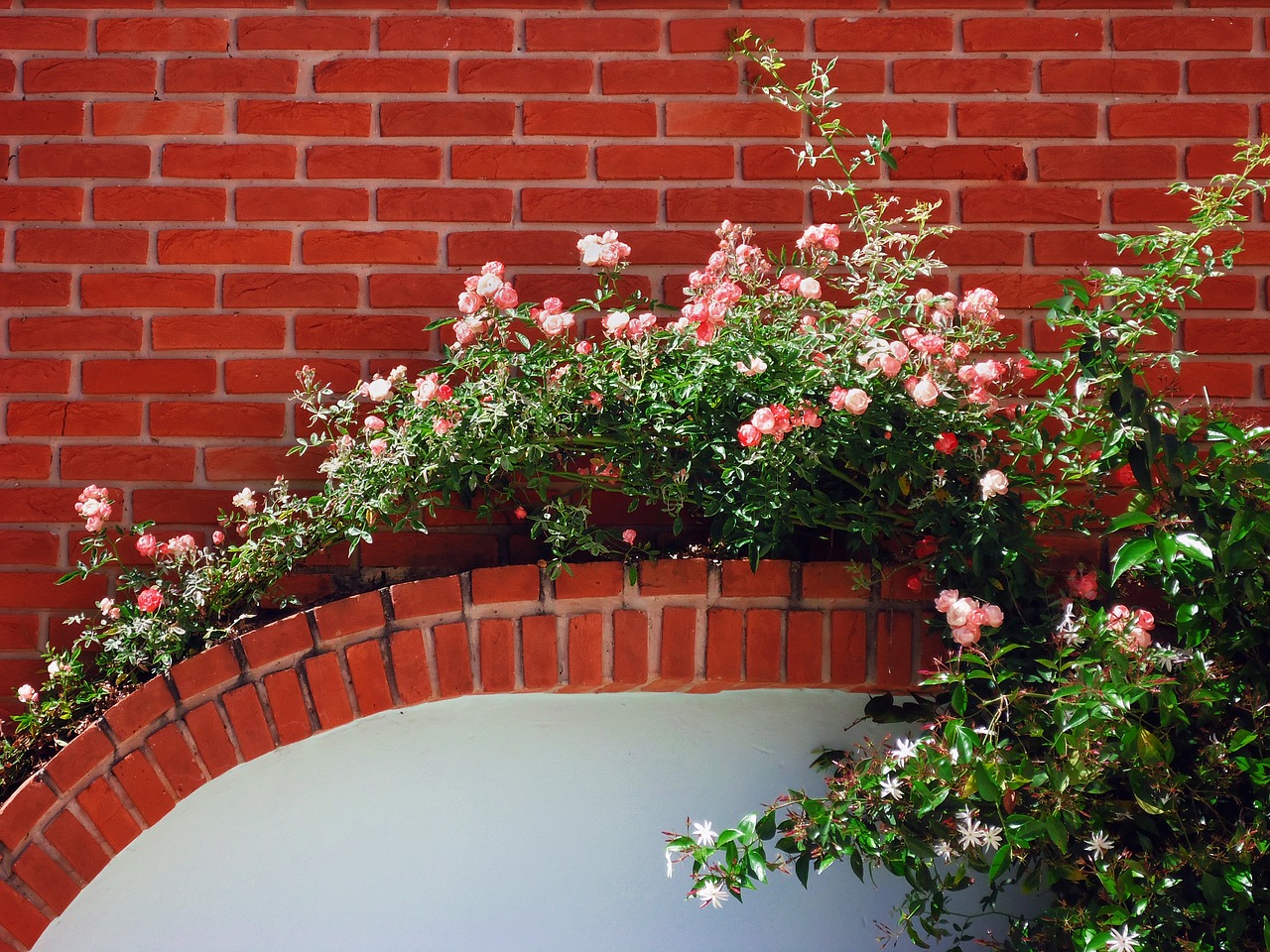 flowers bricks roses free photo