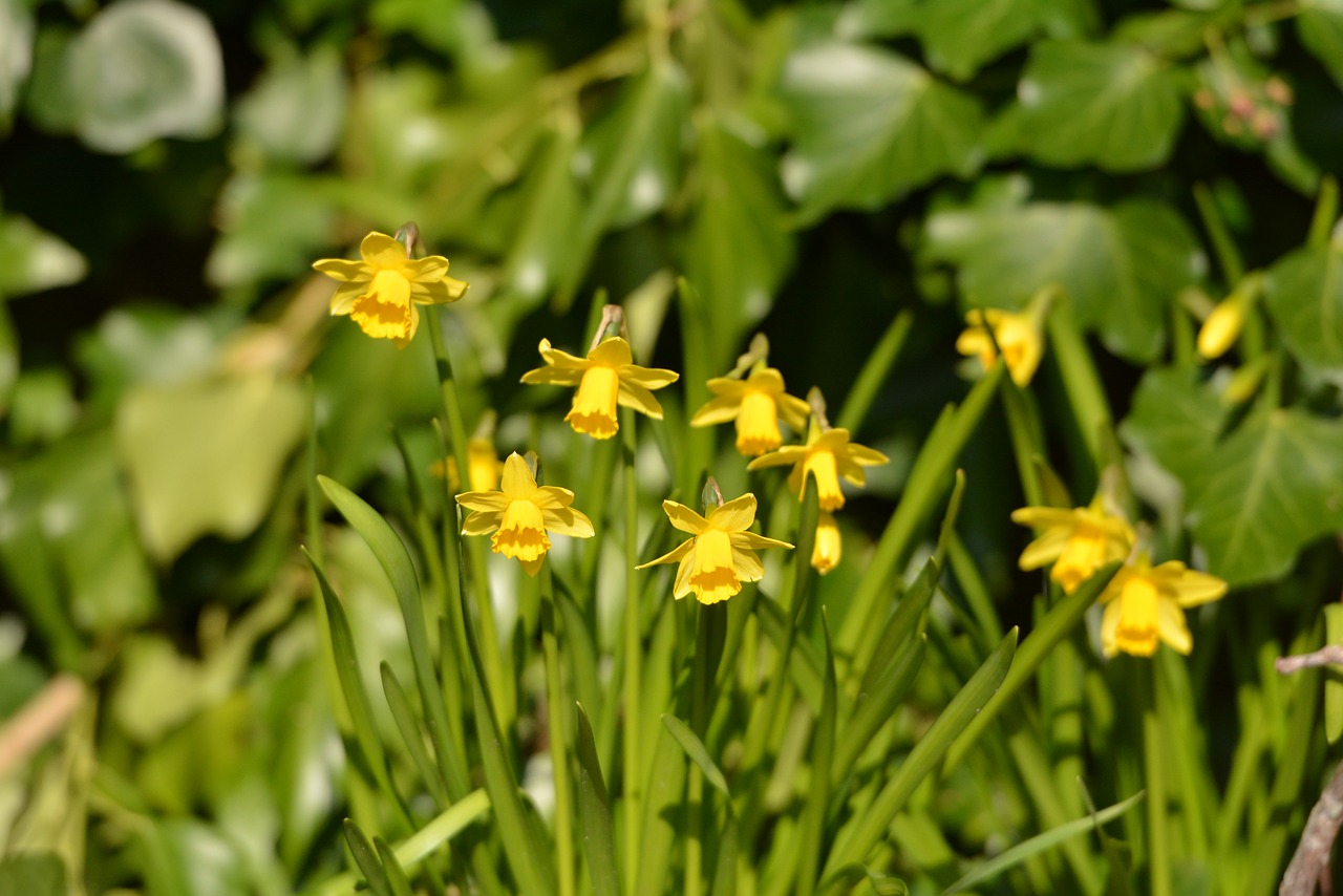 flowers narcis spring free photo