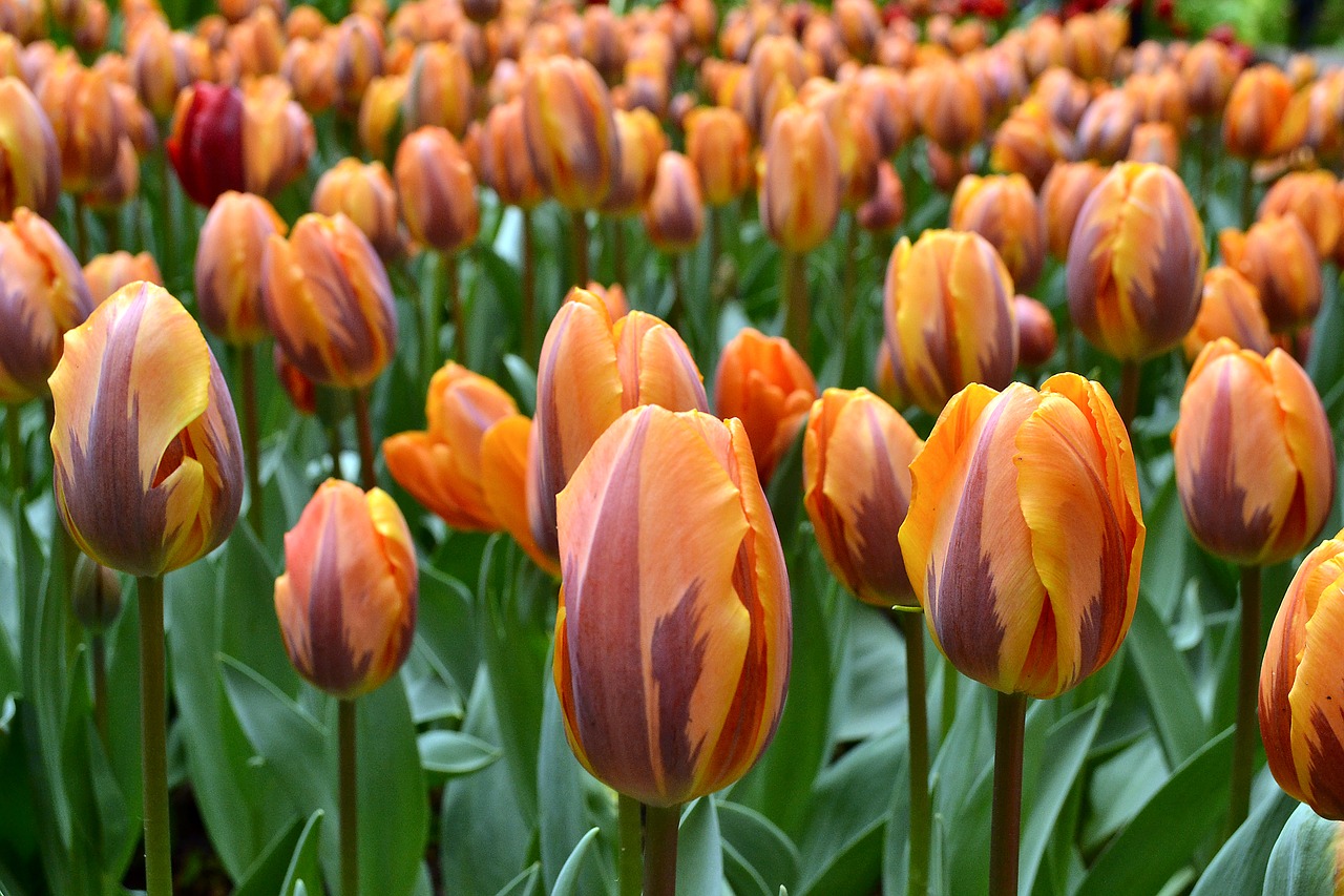 flowers tulips holland free photo