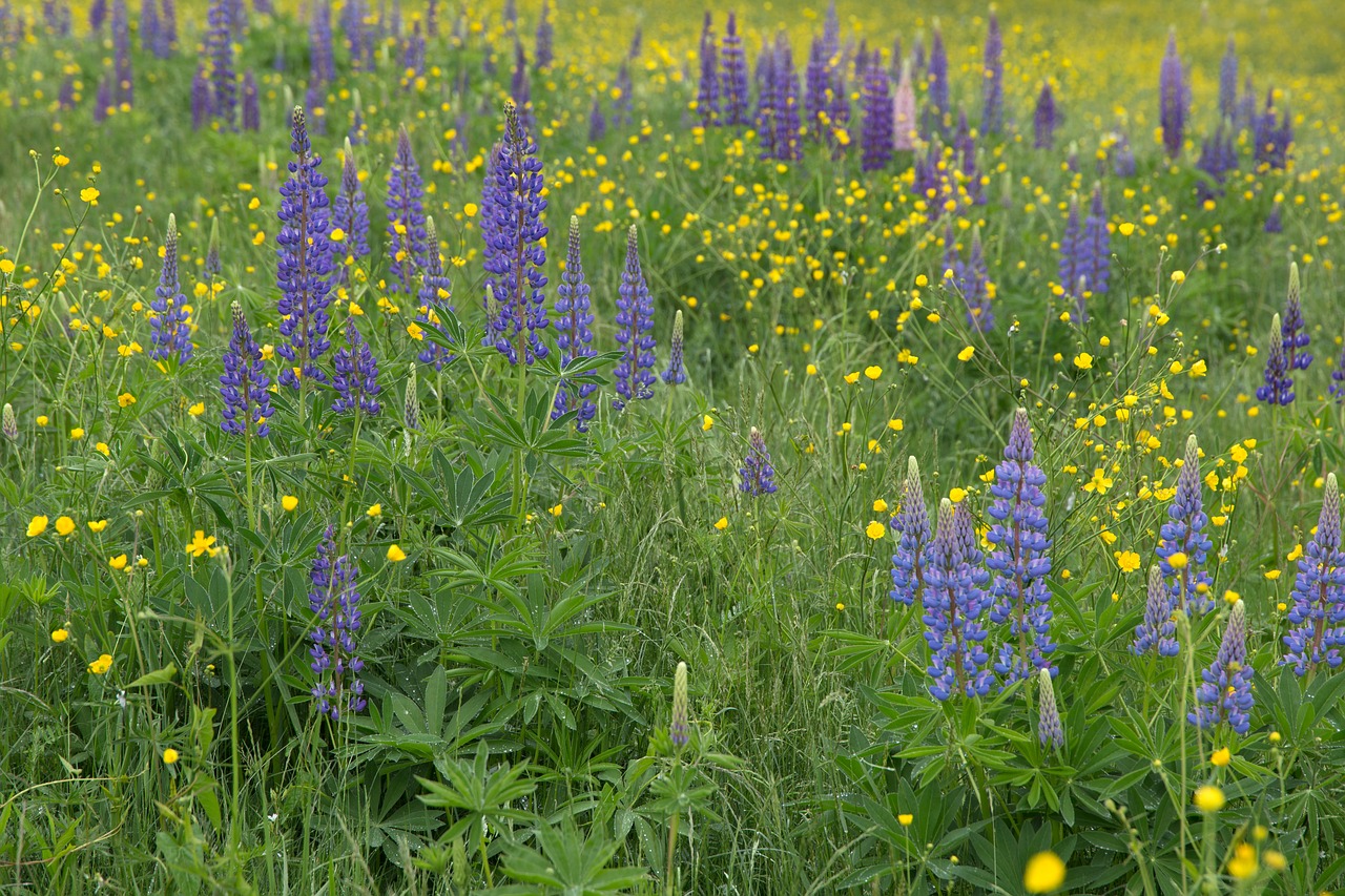 flowers grass lupines free photo