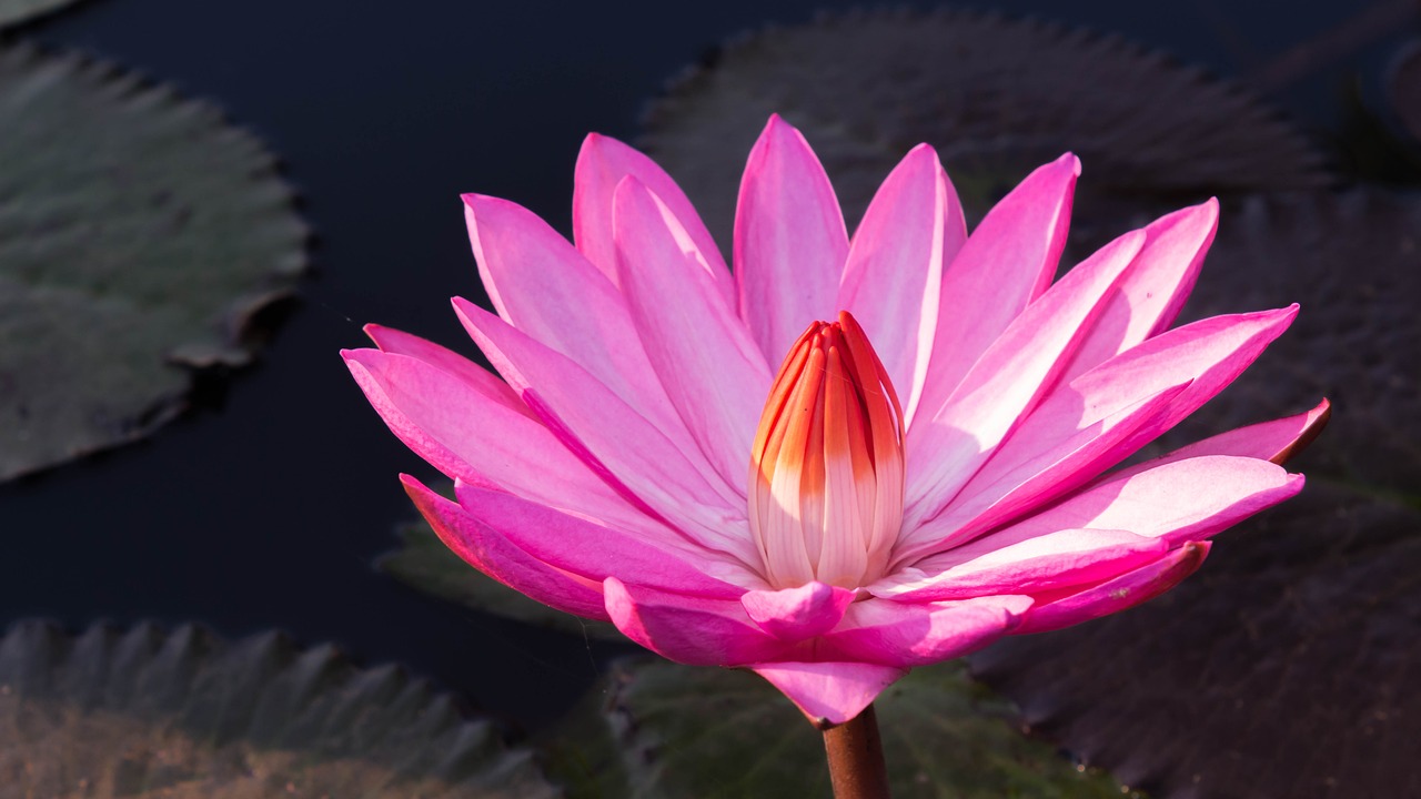 flowers pink flowers water lily free photo