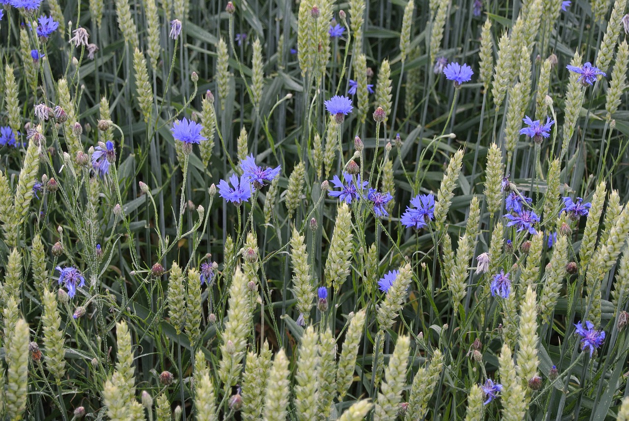 flowers grain purple free photo