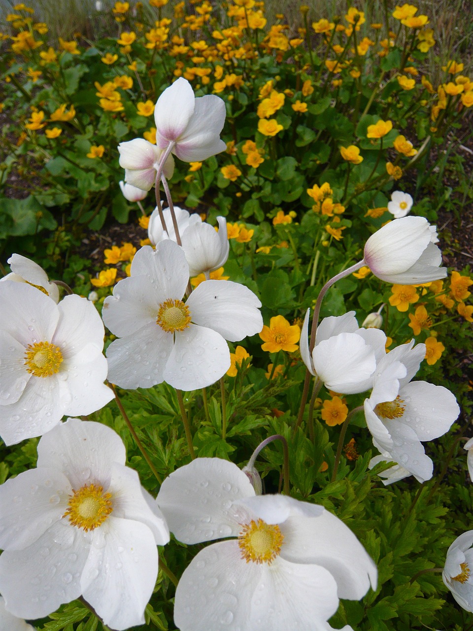 flowers floral plants free photo