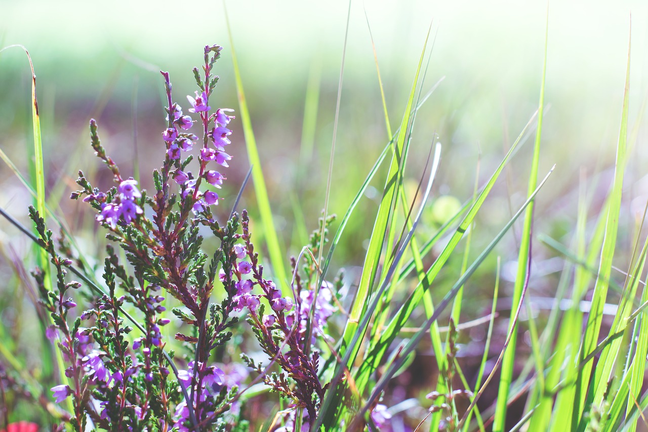 flowers tender flora free photo