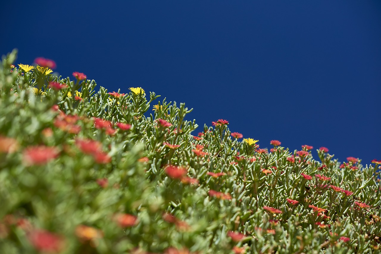 flowers plant nature free photo