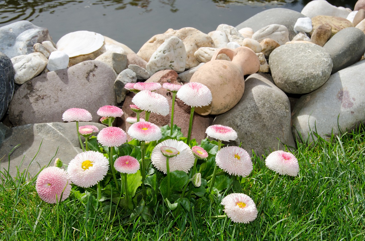 flowers fishpond summer free photo