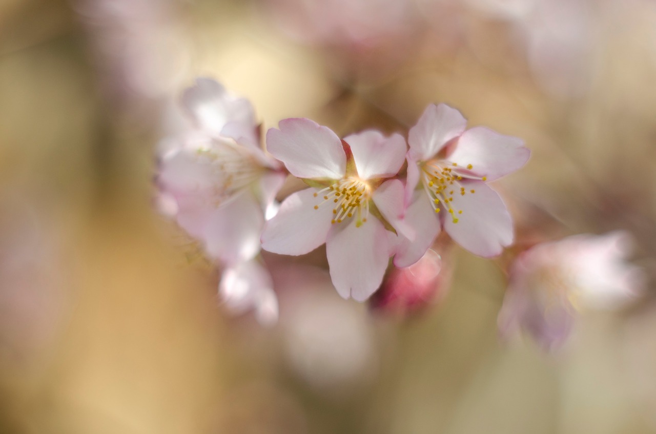 flowers cherry spring free photo