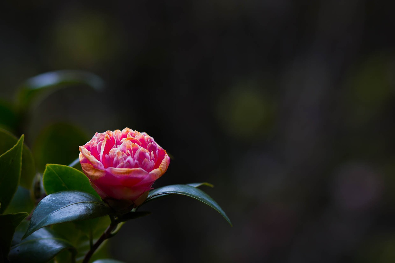 flowers rose the pink flowers free photo