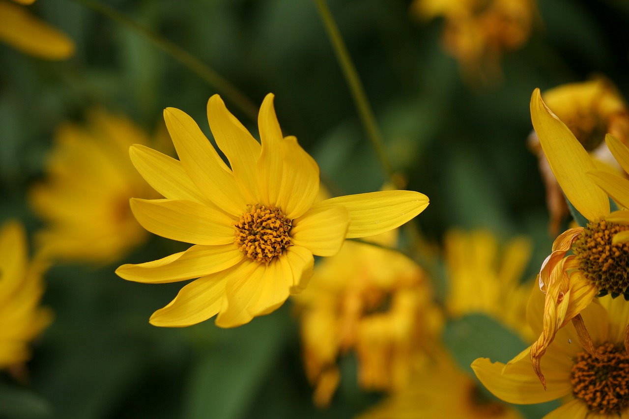 flowers yellow nature free photo