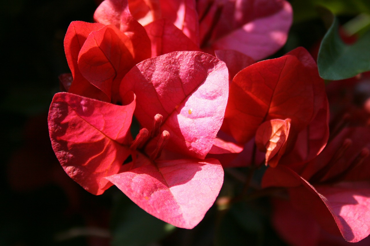 flowers reddish-pink veins free photo