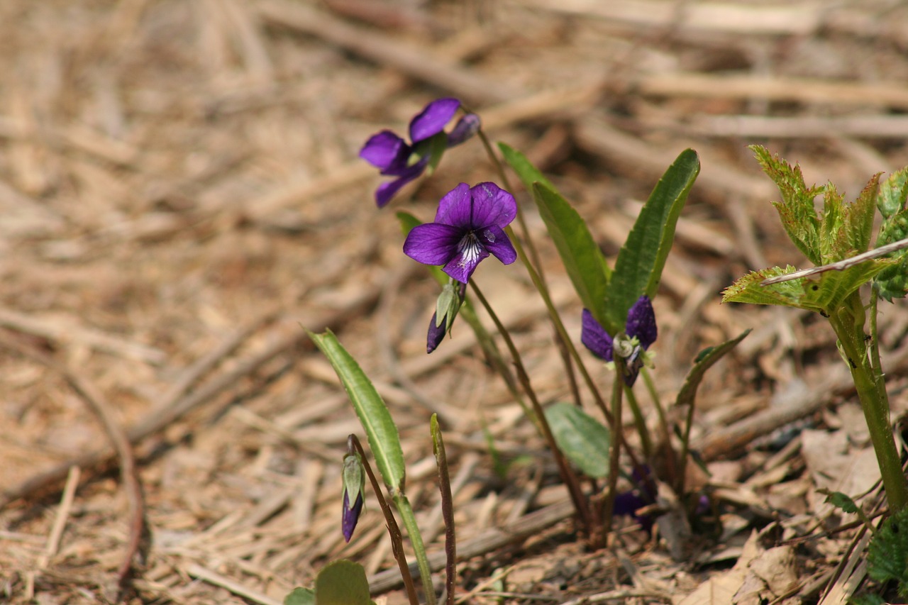 flowers purple nature free photo