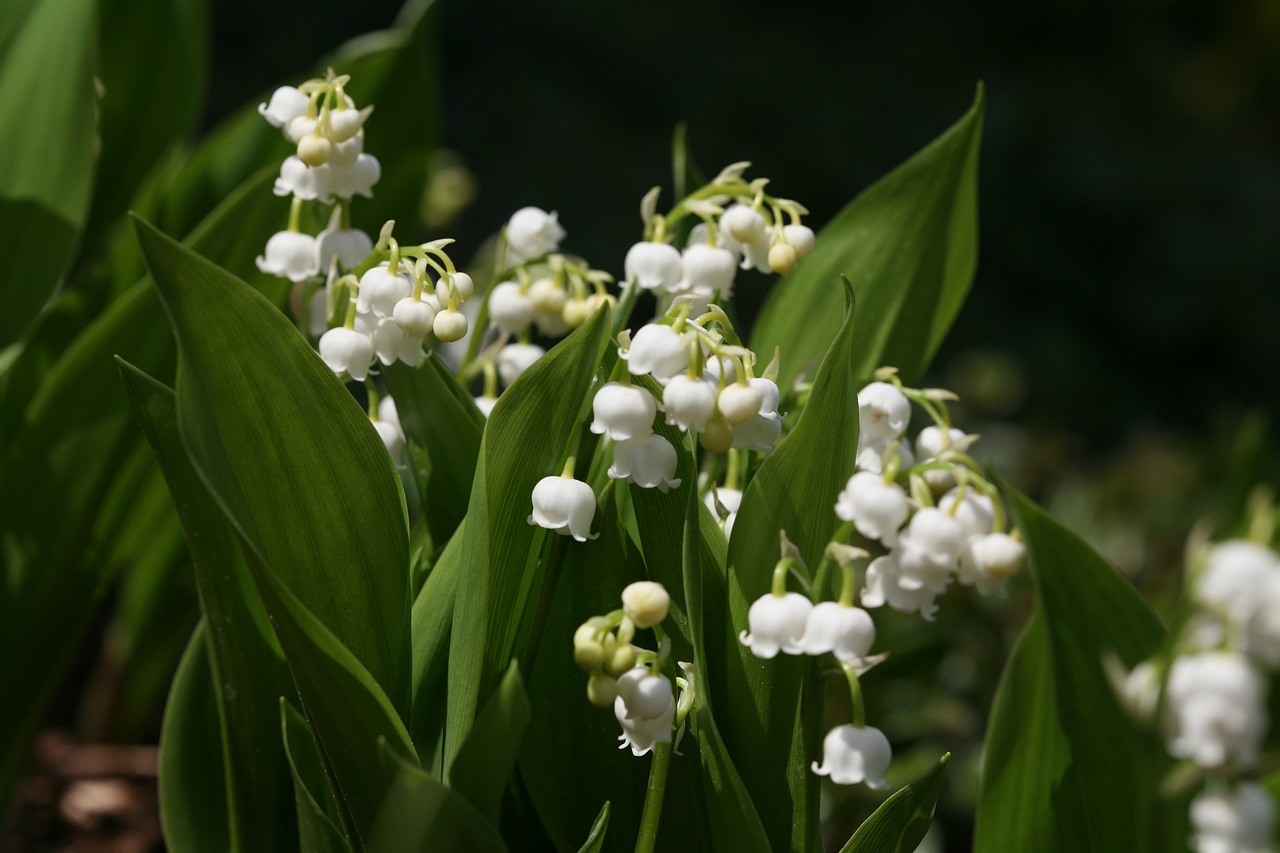 flowers lily of the valley spring free photo