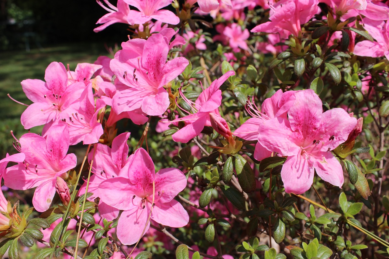 flowers pink pink flowers free photo