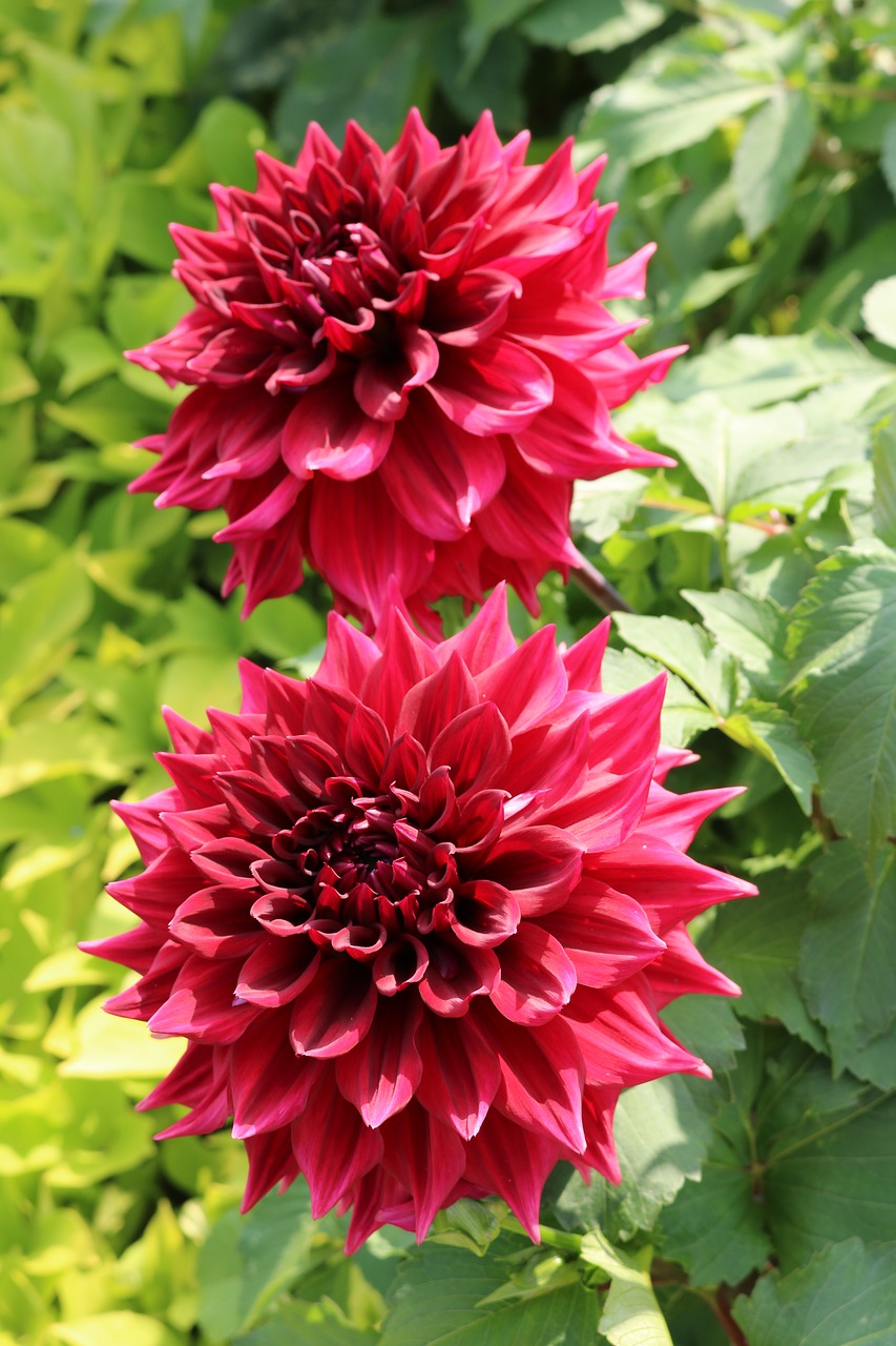 flowers chrysanthemum bright colors free photo