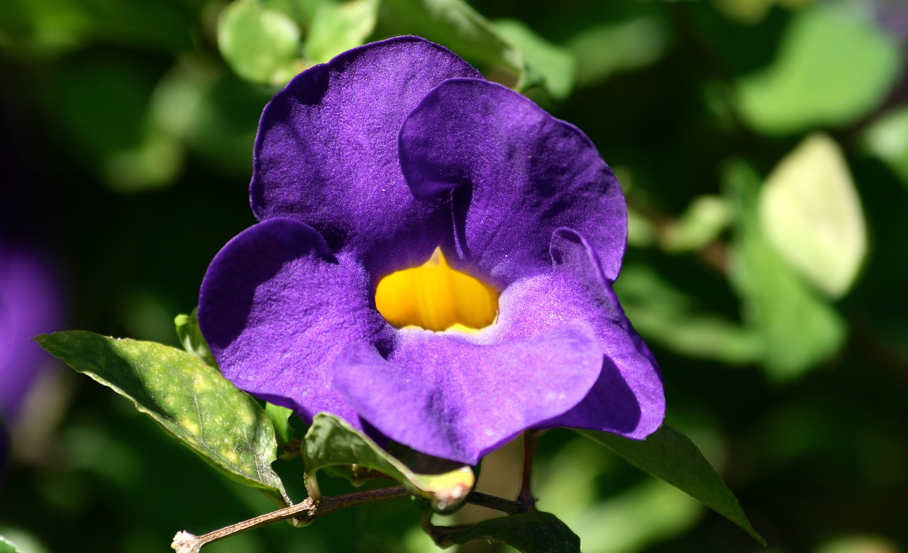 flowers purple purple flower free photo