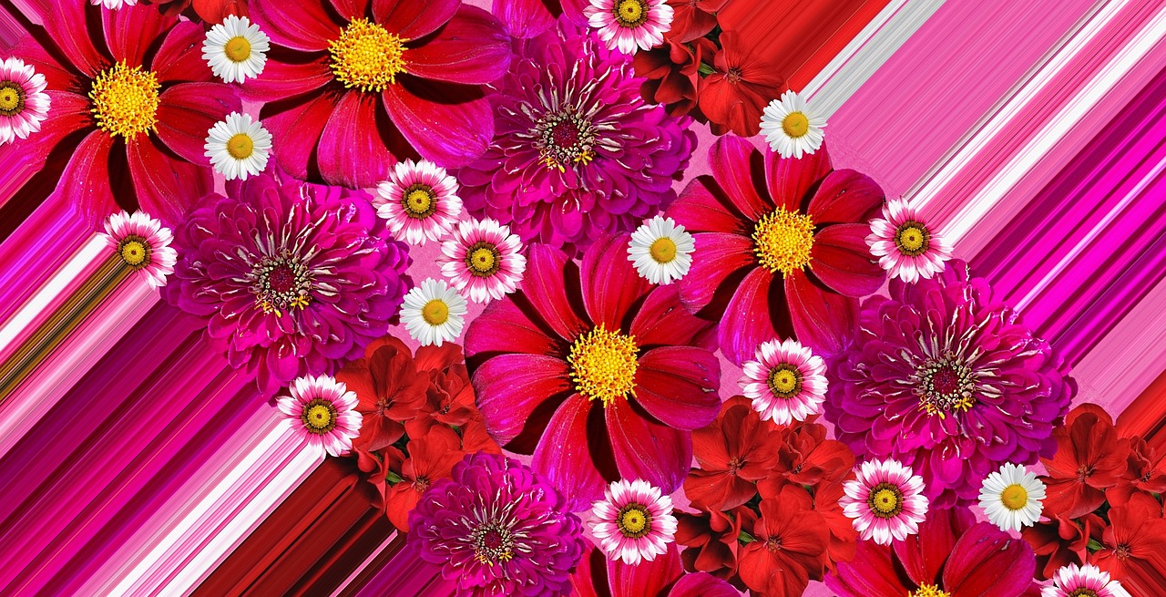 flowers flower red free photo