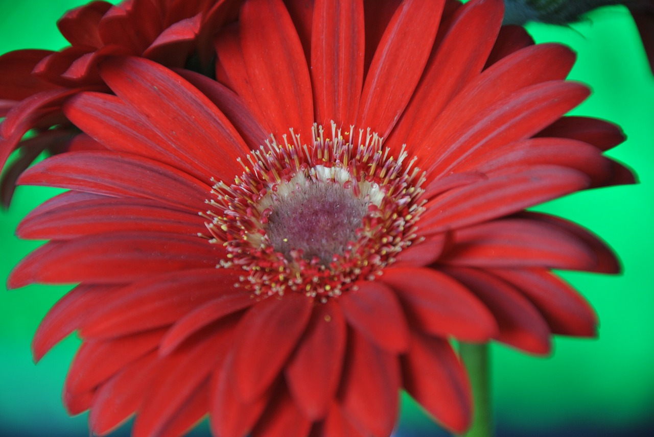 flowers flower gerbera free photo